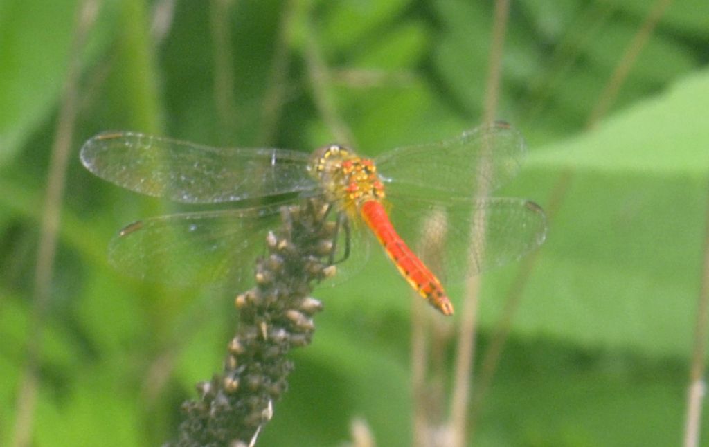 Sympetrum depressiusculus?